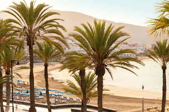 Palmtrees at beach