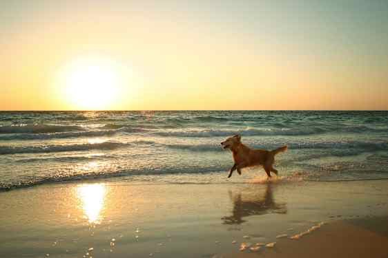 Dog running on beach at sunset