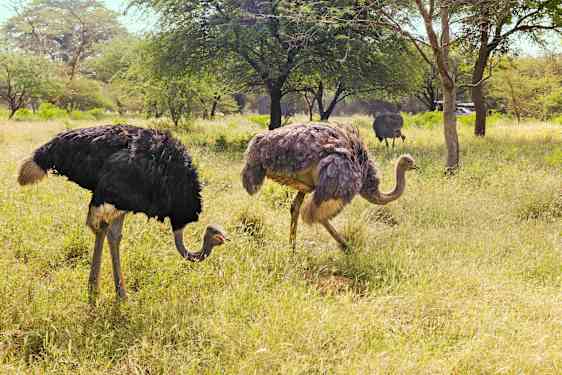 Ostriches in the grass