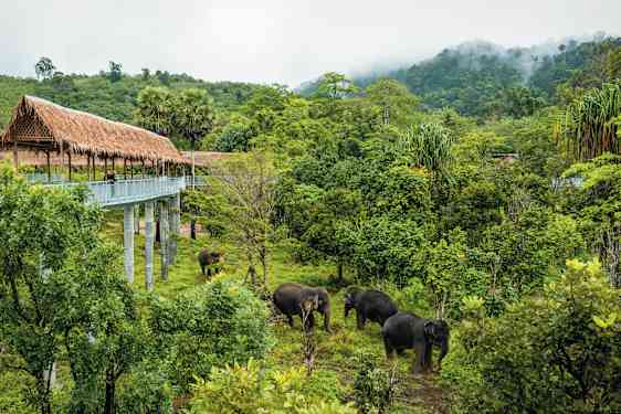 Elephants in jungle