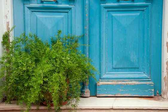 Lower part of an door and a bush