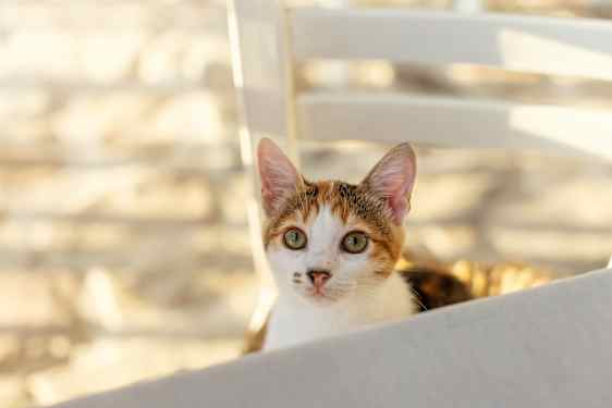 Close up picture on white and brown cat