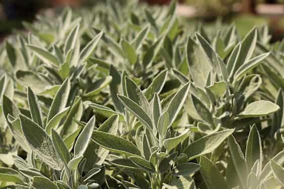 Sage