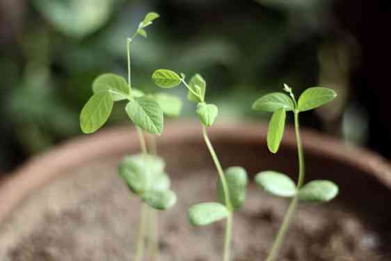 Green herbs growing in pot