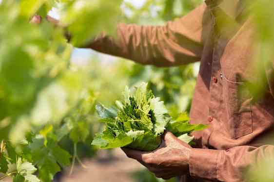 Harvest