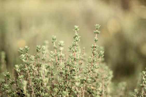 Thyme