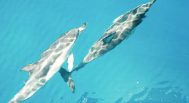 Soluppgång och delfiner – Katamaranen Anacaona