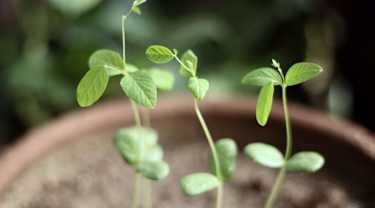 Herbs